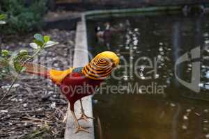 Male Golden pheasant also called the Chinese pheasant or chrysol