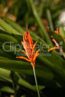 Orange Flower Heliconia Psittacorum or called Heliconia lady