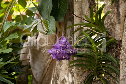 Purple spotted aranda orchid Aranda omyai attached to a tree in