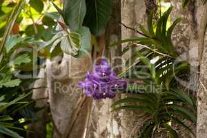 Purple spotted aranda orchid Aranda omyai attached to a tree in
