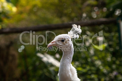 White peacock or white peafowl is also called Pavo cristatus