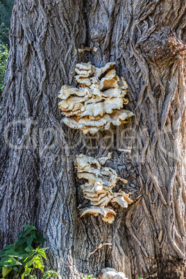 Polypores on an old tree