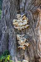 Polypores on an old tree