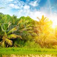 Tropical palms on the sandy beach and bright sunrise.