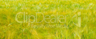 Green grass background texture. Wide photo.