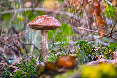 Boletus mushroom in the rain