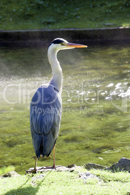 beautiful specimen of a gray heron