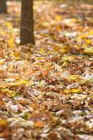 yellow maple leaves in the evening sun