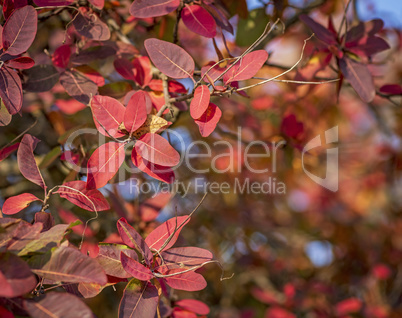 red leaves of Cotinus coggygria in autumn