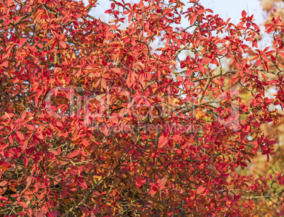 red leaves of Cotinus coggygria in autumn