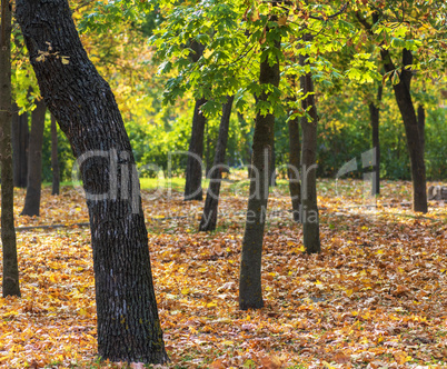 autumn park with trees and fallen yellow leaves