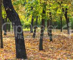 autumn park with trees and fallen yellow leaves