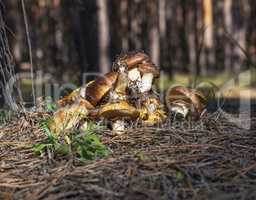 bunch of fresh forest mushrooms Suillus luteus
