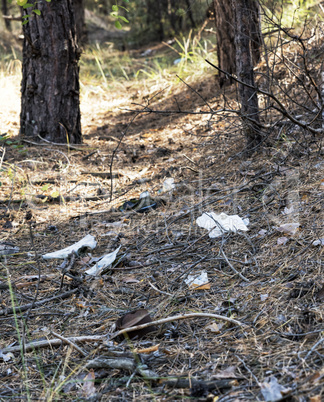 nature of the forest and a pile of garbage?