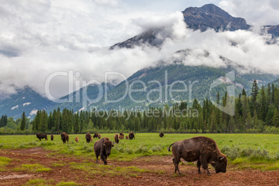 Herd of American Bison or Buffalo With Mountain Background