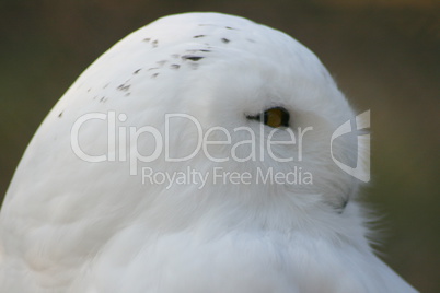 Snowy Owl, (Nyctea scandiaca)