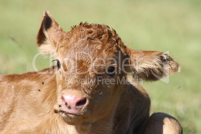 calf