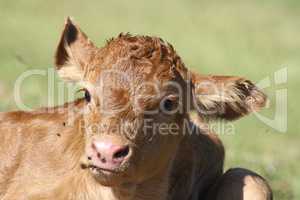 calf