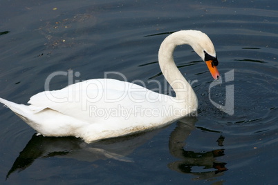 Mute Swan  (Cygnus olor)