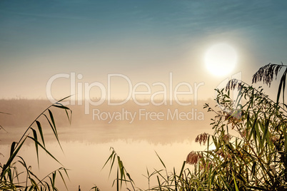 Incredible mystical morning landscape with rising sun, tree, reed and fog over the water.