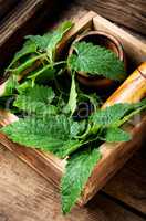 Melissa leaf or lemon balm