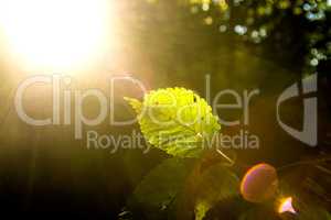 beech leaf in back light