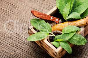 Natural medicine and herbs