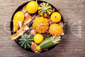 Autumn pumpkin in tray