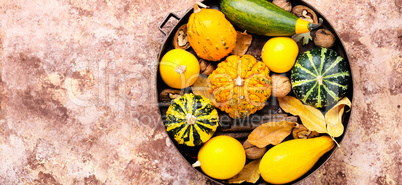 Autumn pumpkin in tray