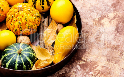 Autumn pumpkin in tray