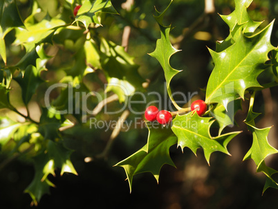 Beautiful holly close up