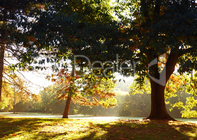 Golden sunrise in the park