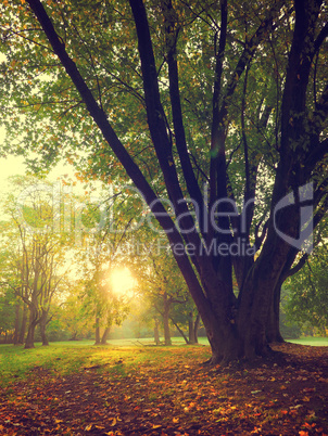 Sunrise in the park, seasonal background