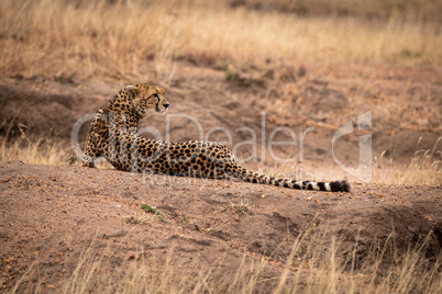 Cheetah lies on dirt mound looking back