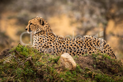 Cheetah lies on grassy mound with rock