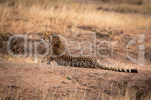 Cheetah lies on dirt mound looking left