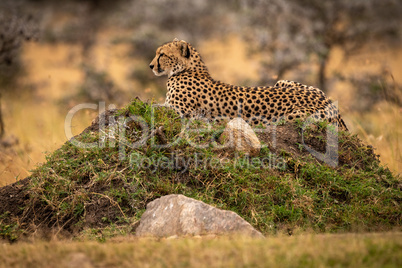 Cheetah lies on grassy mound with rocks