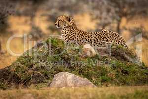 Cheetah lies on grassy mound with rocks