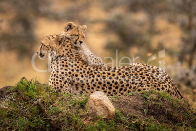 Cheetah lies on mound with sleepy cub