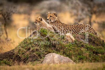 Cheetah lies with cub on grassy mound