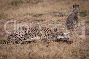 Cheetah lies with Thomson gazelle near cub