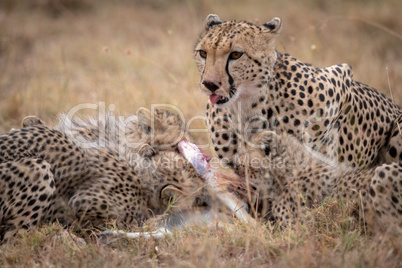 Cheetah lies with cubs eating Thomson gazelle