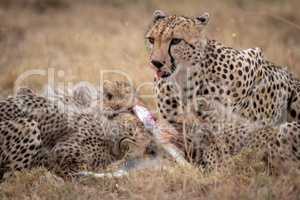 Cheetah lies with cubs eating Thomson gazelle