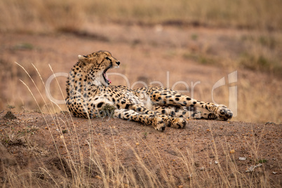 Cheetah lies yawning on stony earth bank