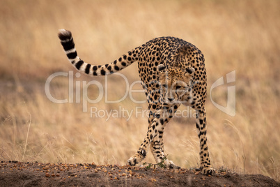 Cheetah lifting foot on stony earth bank