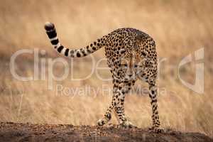 Cheetah lifting foot on stony earth bank