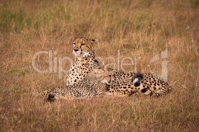 Cheetah lifts head while lying with cub