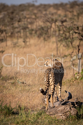 Cheetah looks left standing on dead log
