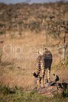 Cheetah looks left standing on dead log