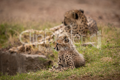 Cheetah lying behind cub on grassy bank